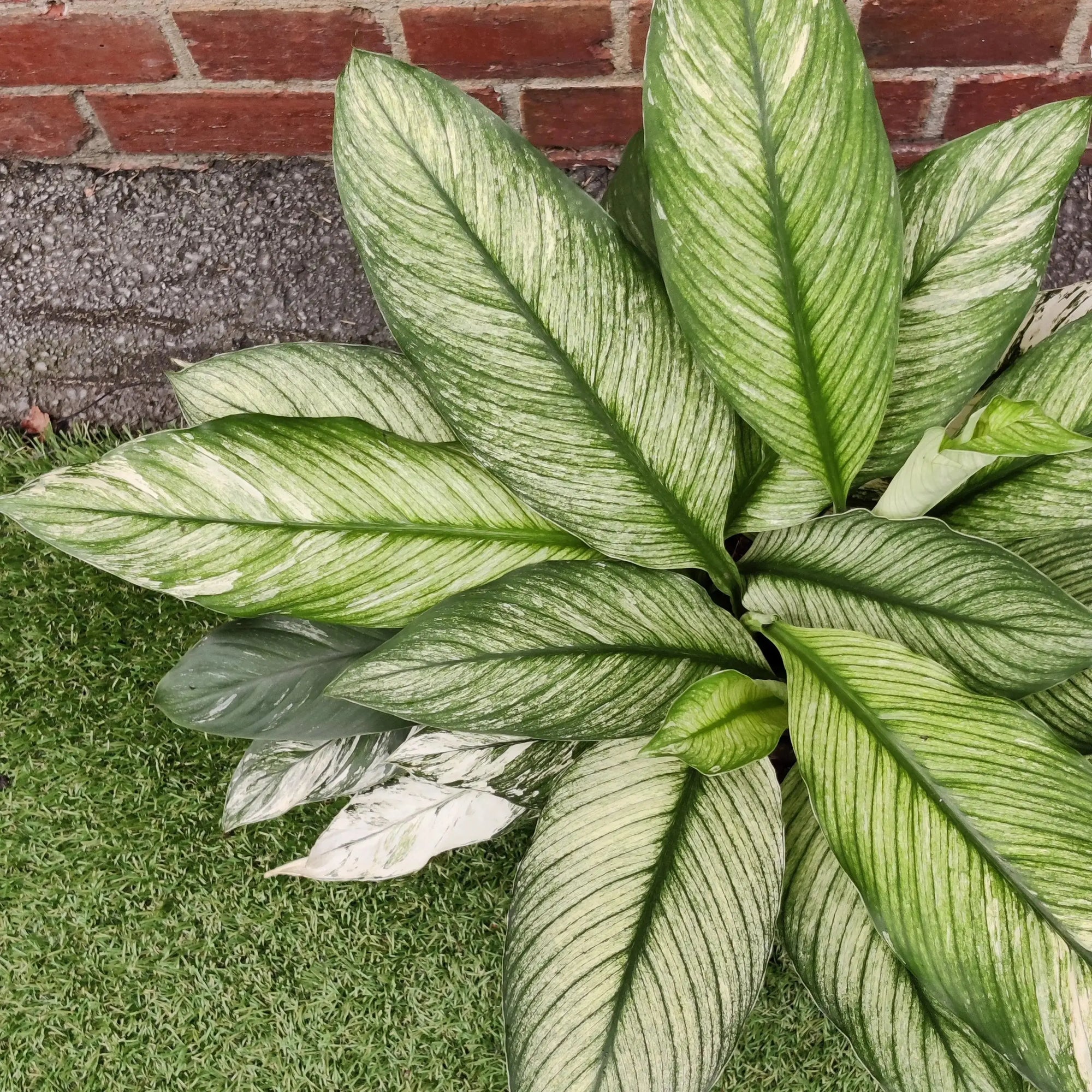 Spathiphyllum Wallisii Sensation Variegated (Variegated peace lily) - 25cm pot Folia House