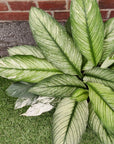 Spathiphyllum Wallisii Sensation Variegated (Variegated peace lily) - 25cm pot Folia House