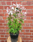 Star Jasmine - 250mm Pot Folia House