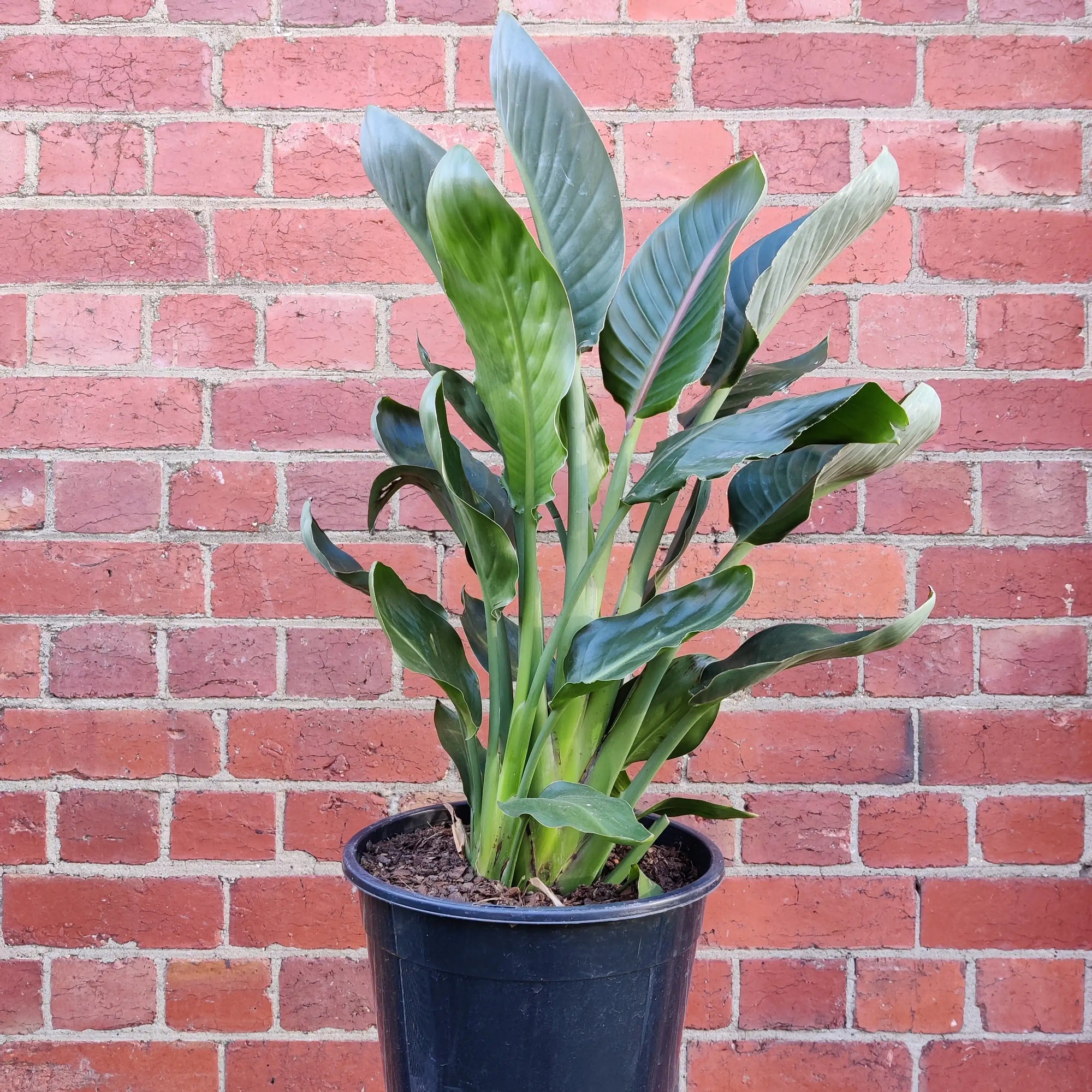 Strelitzia Reginae (Bird of Paradise) - 25cm Pot Folia House