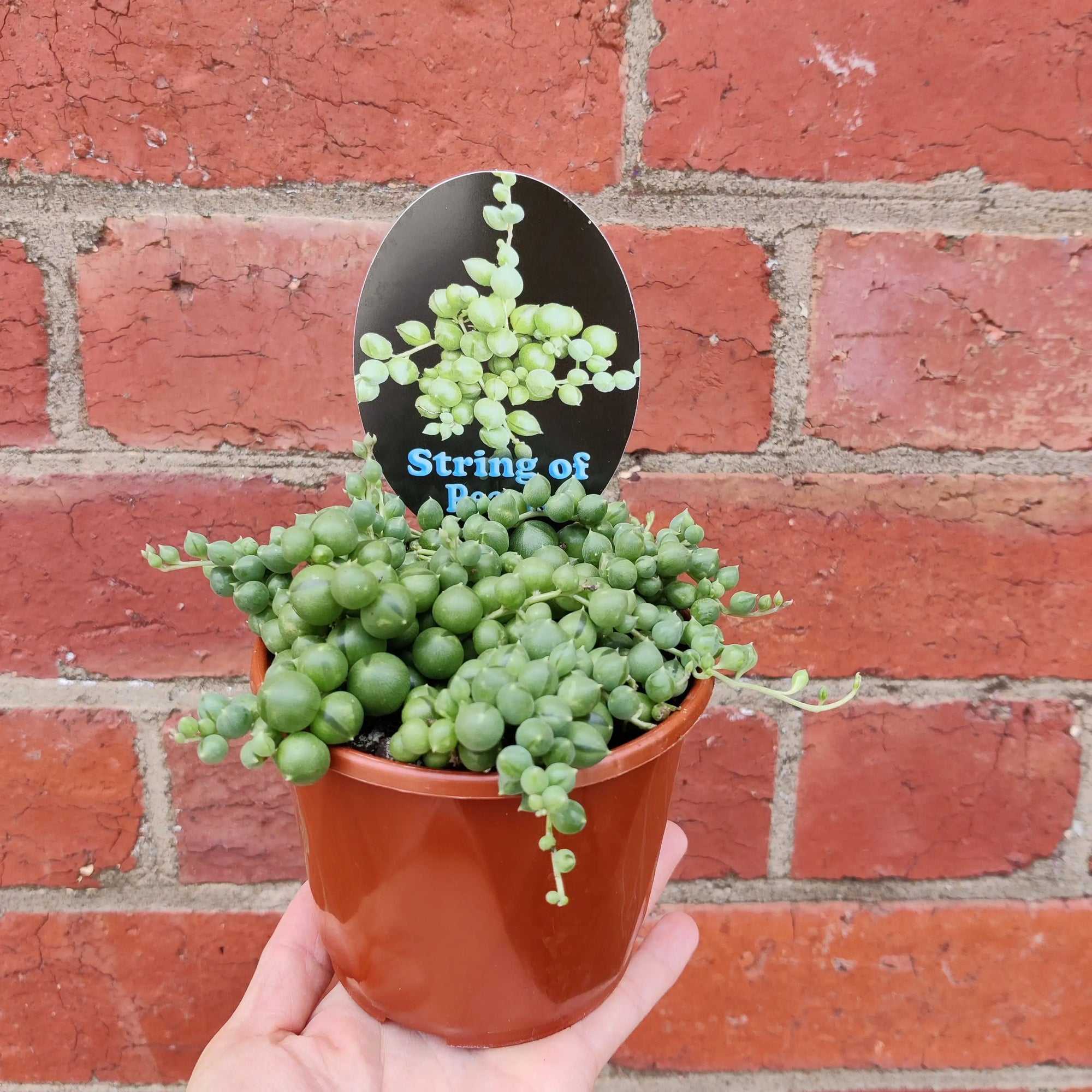 String of Pearls (Senecio) - 10cm Pot Folia House