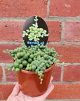 String of Pearls (Senecio) - 10cm Pot Folia House