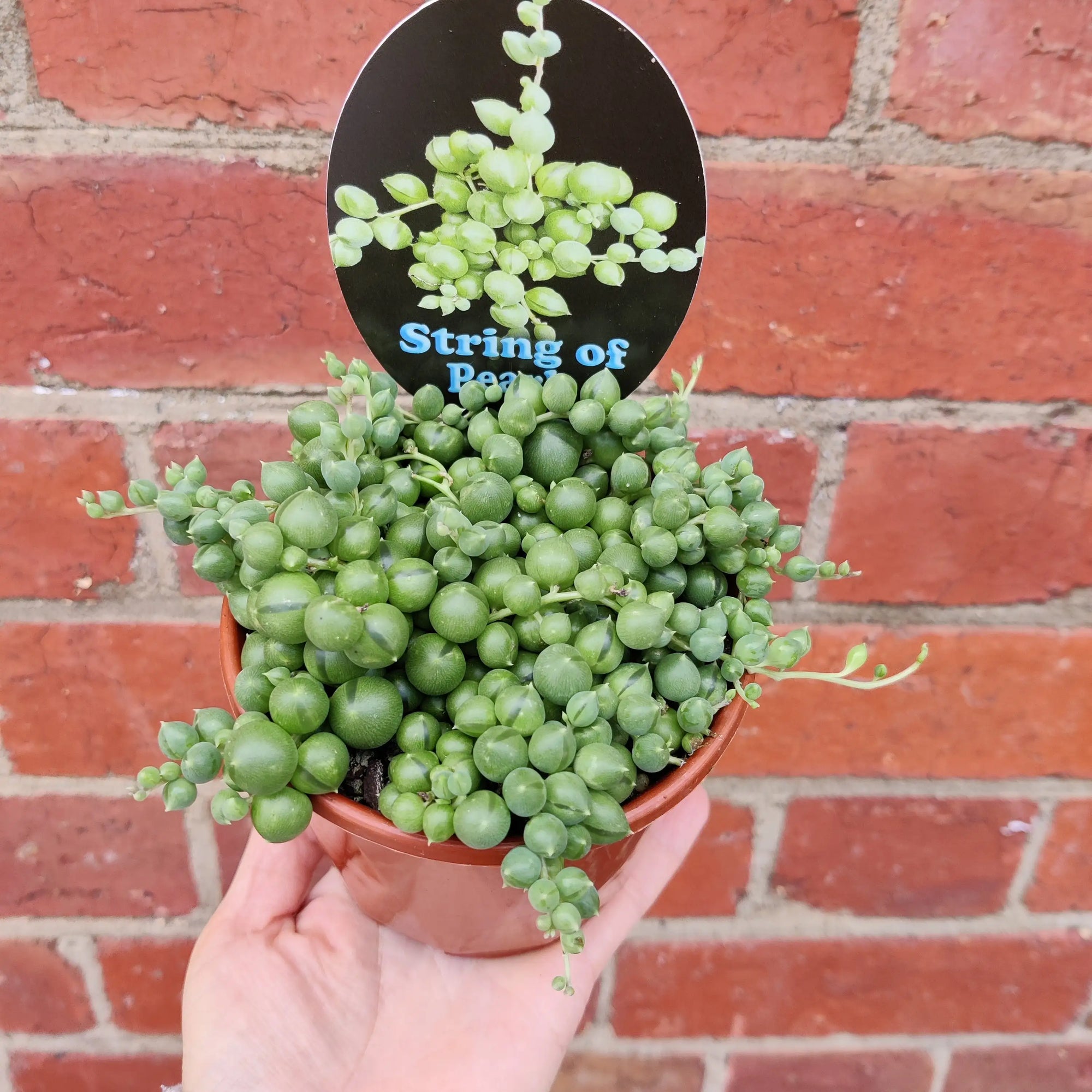 String of Pearls (Senecio) - 10cm Pot Folia House