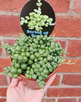 String of Pearls (Senecio) - 10cm Pot Folia House