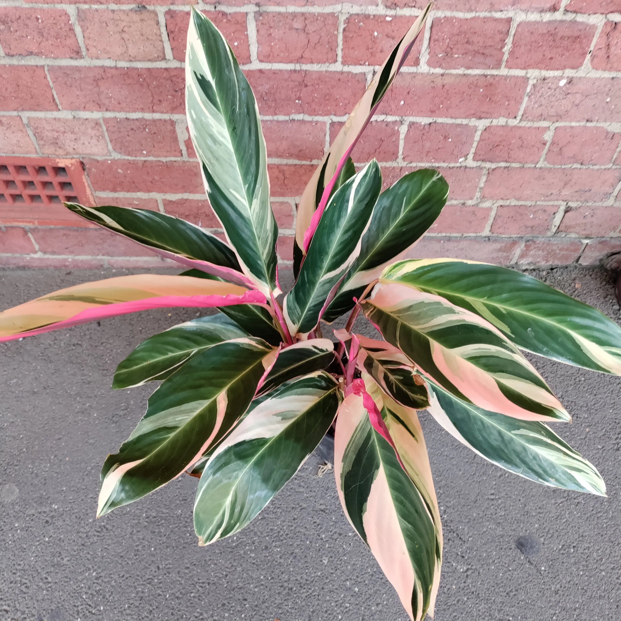 Stromanthe Sanguinea Tricolour - 17cm pot Folia House