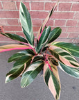 Stromanthe Sanguinea Tricolour - 17cm pot Folia House