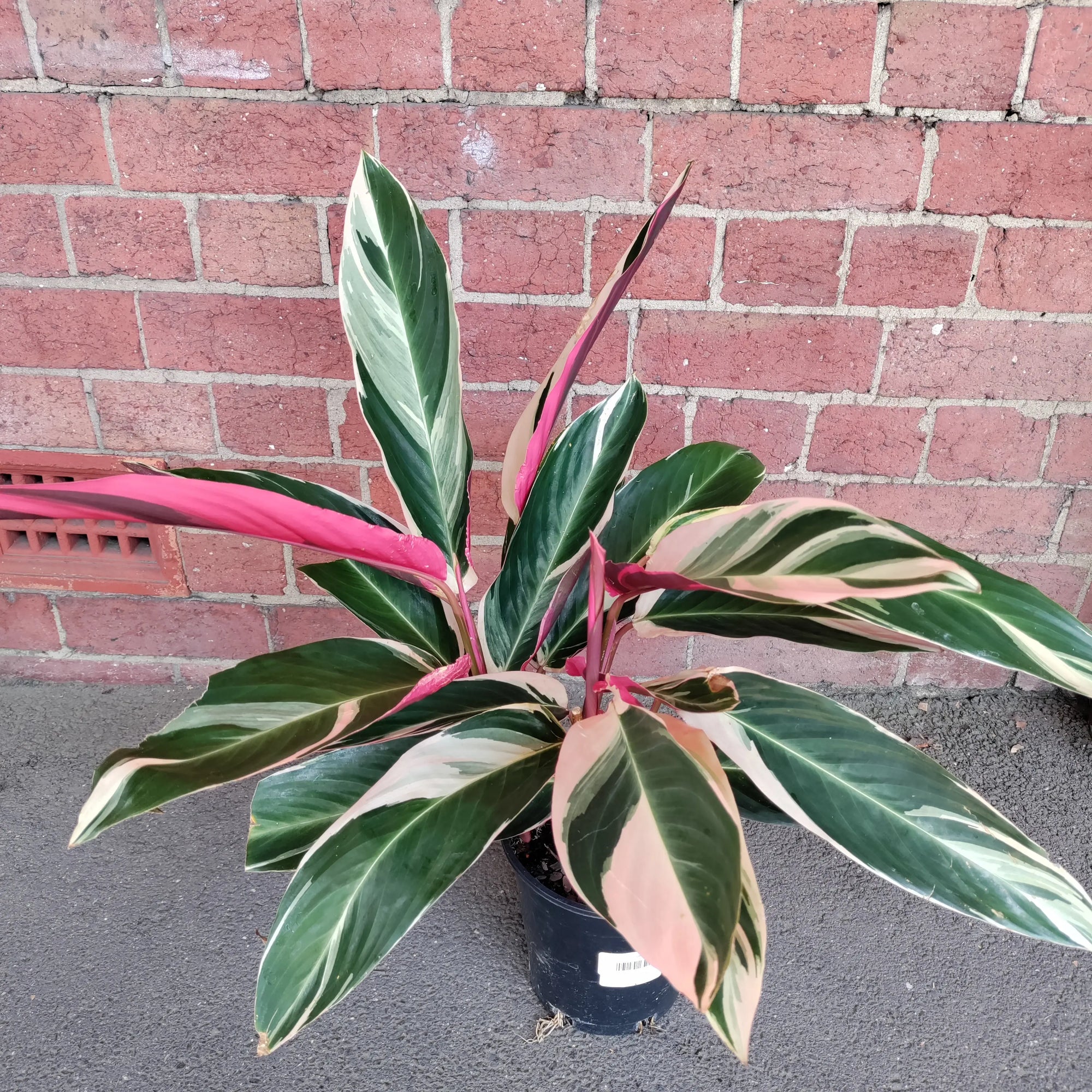 Stromanthe Sanguinea Tricolour - 17cm pot Folia House