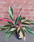 Stromanthe Sanguinea Tricolour - 17cm pot Folia House