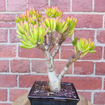 Succulent - Bonsai in ceramic pot - 12x16cm pot Folia House