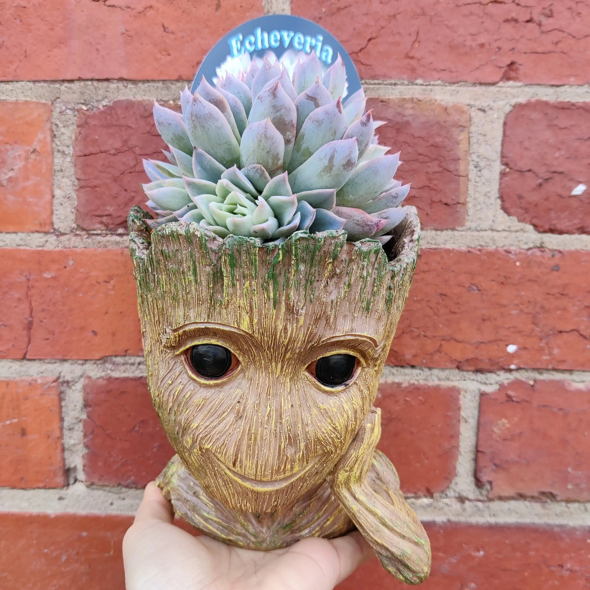 Succulent Head Planter Folia House