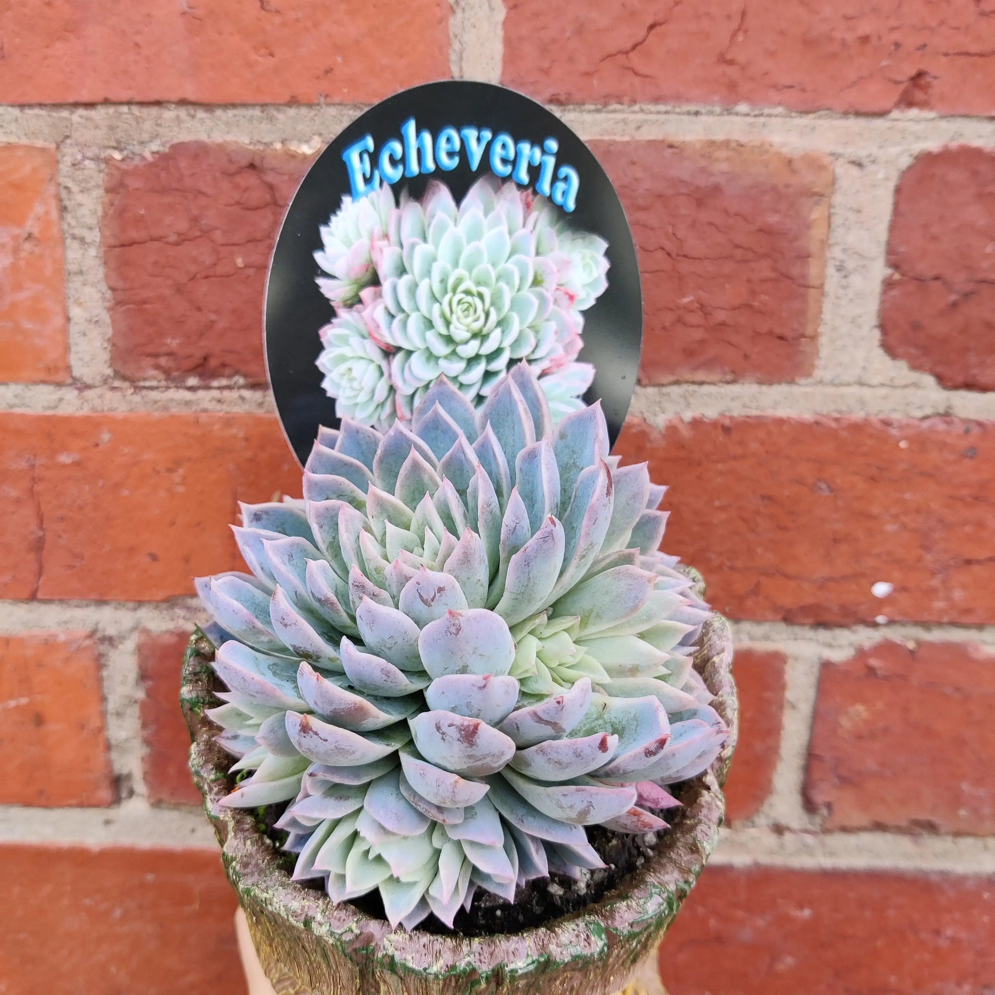 Succulent Head Planter Folia House