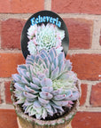 Succulent Head Planter Folia House