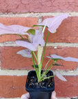 Syngonium Maya Red - 13cm pot Folia House