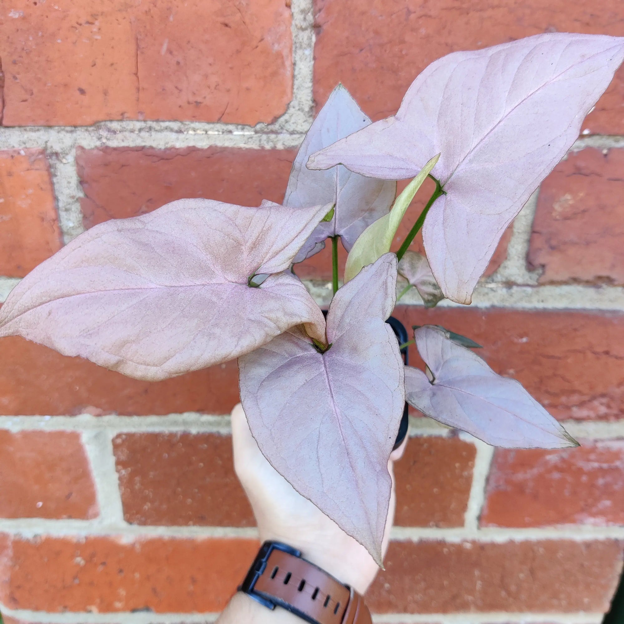 Syngonium Maya Red - 13cm pot Folia House