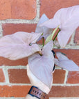 Syngonium Maya Red - 13cm pot Folia House
