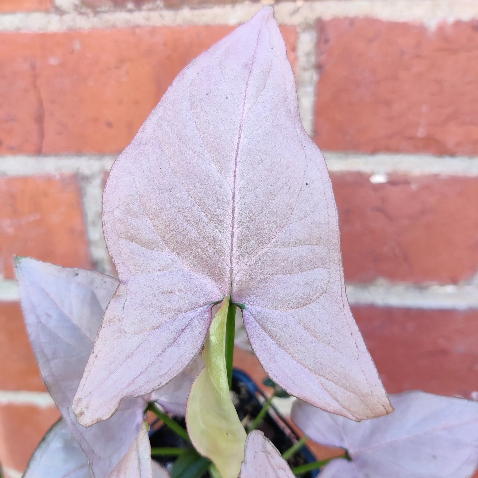 Syngonium Maya Red - 13cm pot Folia House