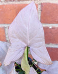 Syngonium Maya Red - 13cm pot Folia House