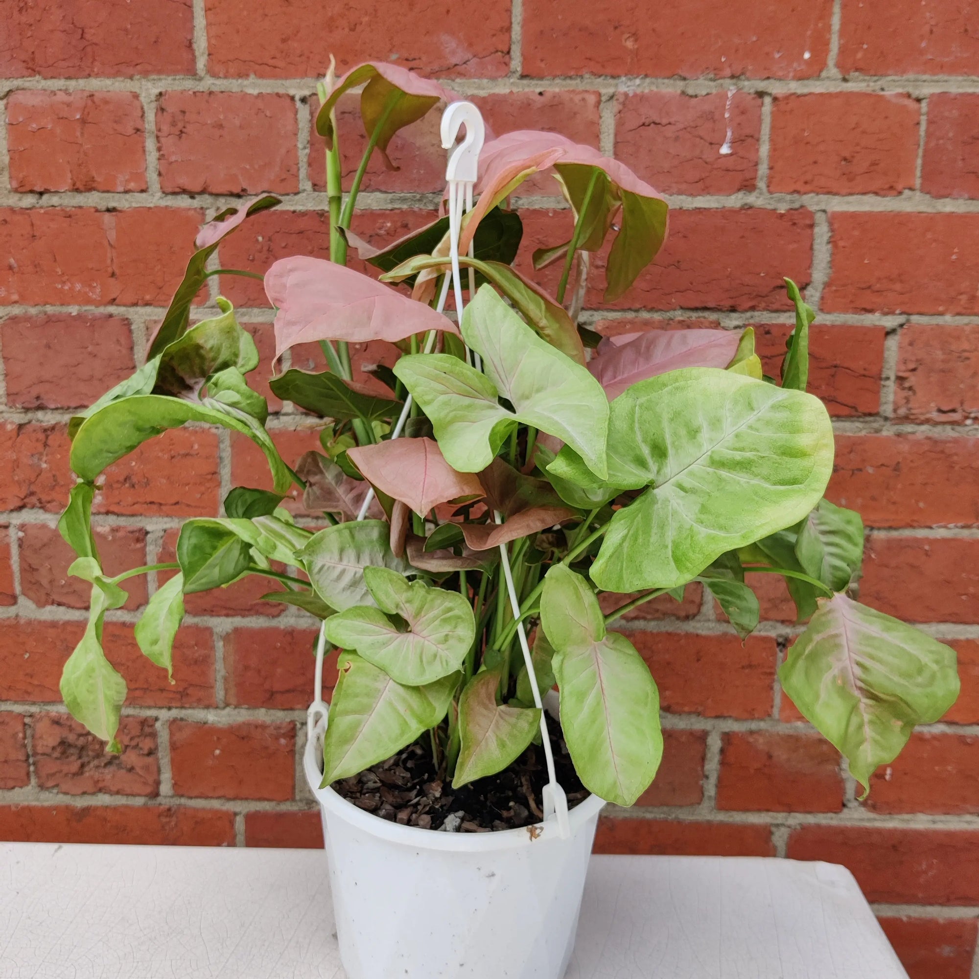 Syngonium Neon - 17cm Hanging Basket Folia House