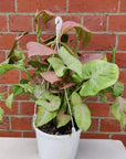 Syngonium Neon - 17cm Hanging Basket Folia House