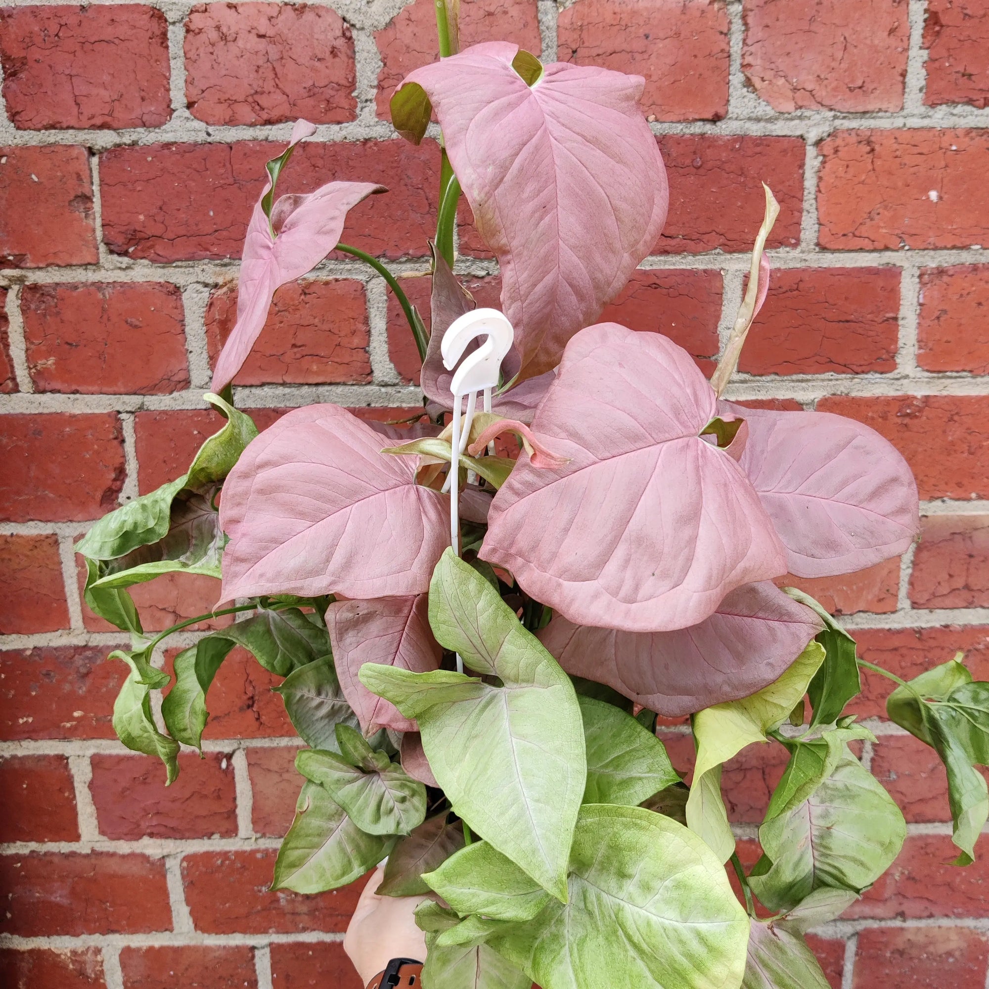 Syngonium Neon - 17cm Hanging Basket Folia House