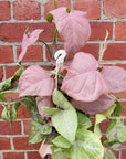 Syngonium Neon - 17cm Hanging Basket Folia House