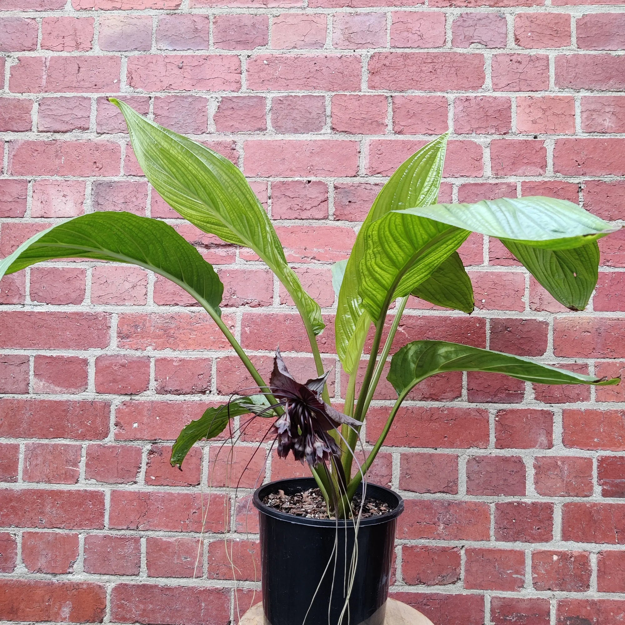 Tacca Chantrietri Bat Flower - 20cm pot Folia House