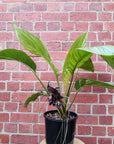 Tacca Chantrietri Bat Flower - 20cm pot Folia House