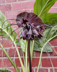 Tacca Chantrietri Bat Flower - 20cm pot Folia House