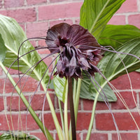 Tacca Chantrietri Bat Flower - 20cm pot Folia House