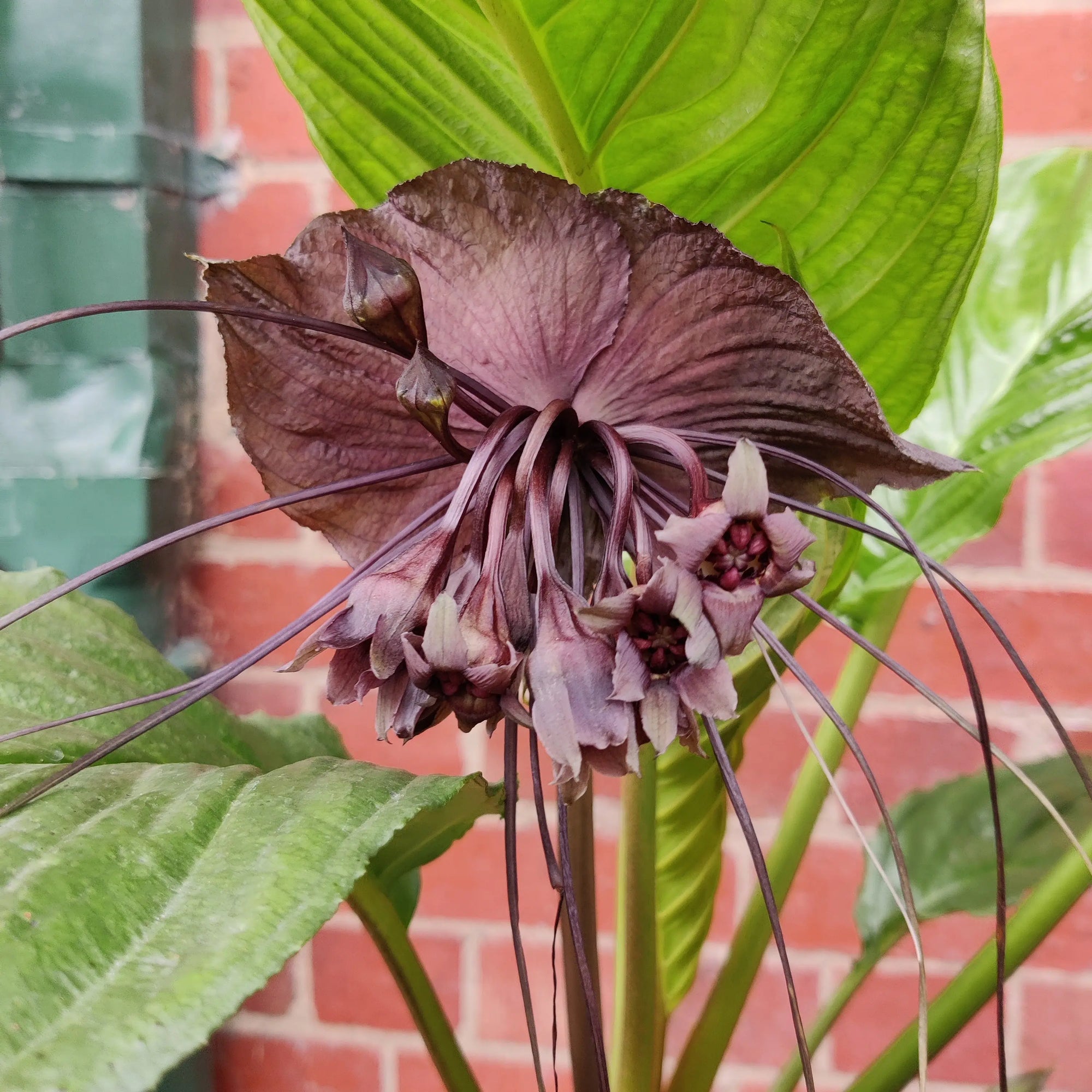 Tacca Chantrietri Bat Flower - 20cm pot Folia House