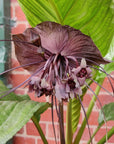 Tacca Chantrietri Bat Flower - 20cm pot Folia House