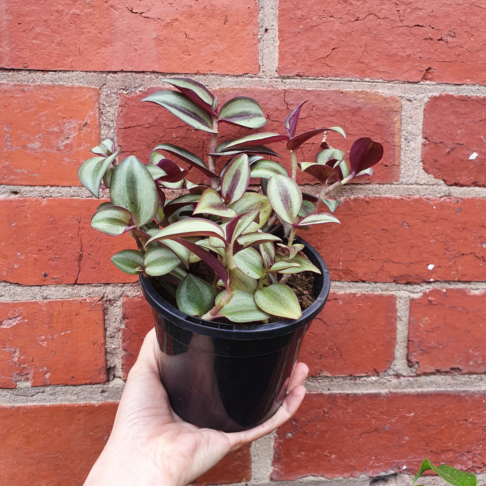 Tradescantia Zebrina Spiderwort - 12cm pot Folia House