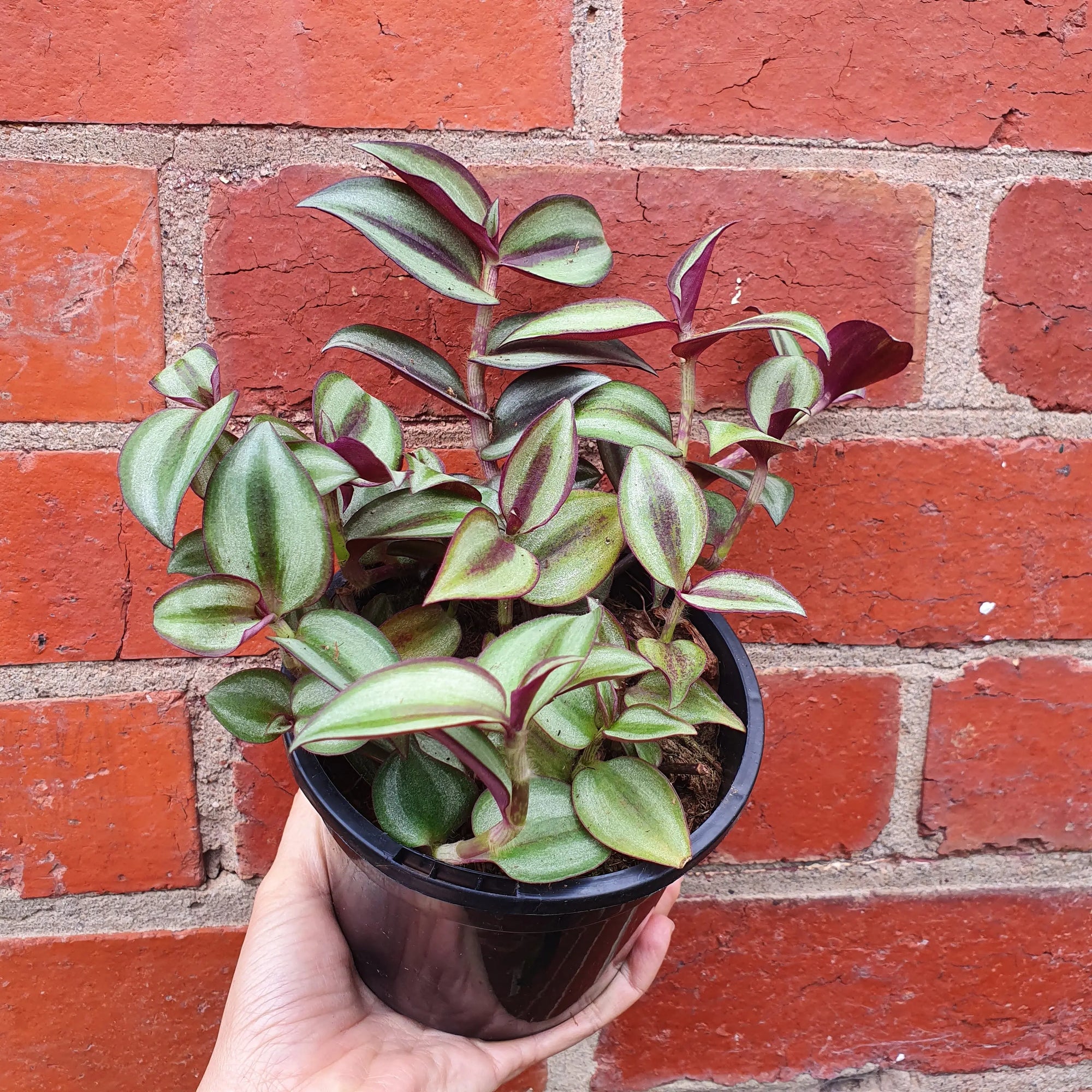 Tradescantia Zebrina Spiderwort - 12cm pot Folia House