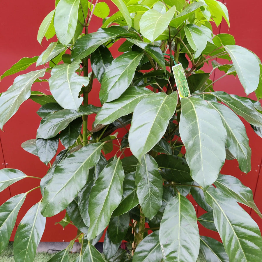 Umbrella Plant (Schefflera Amate) - 40cm Pot Folia House