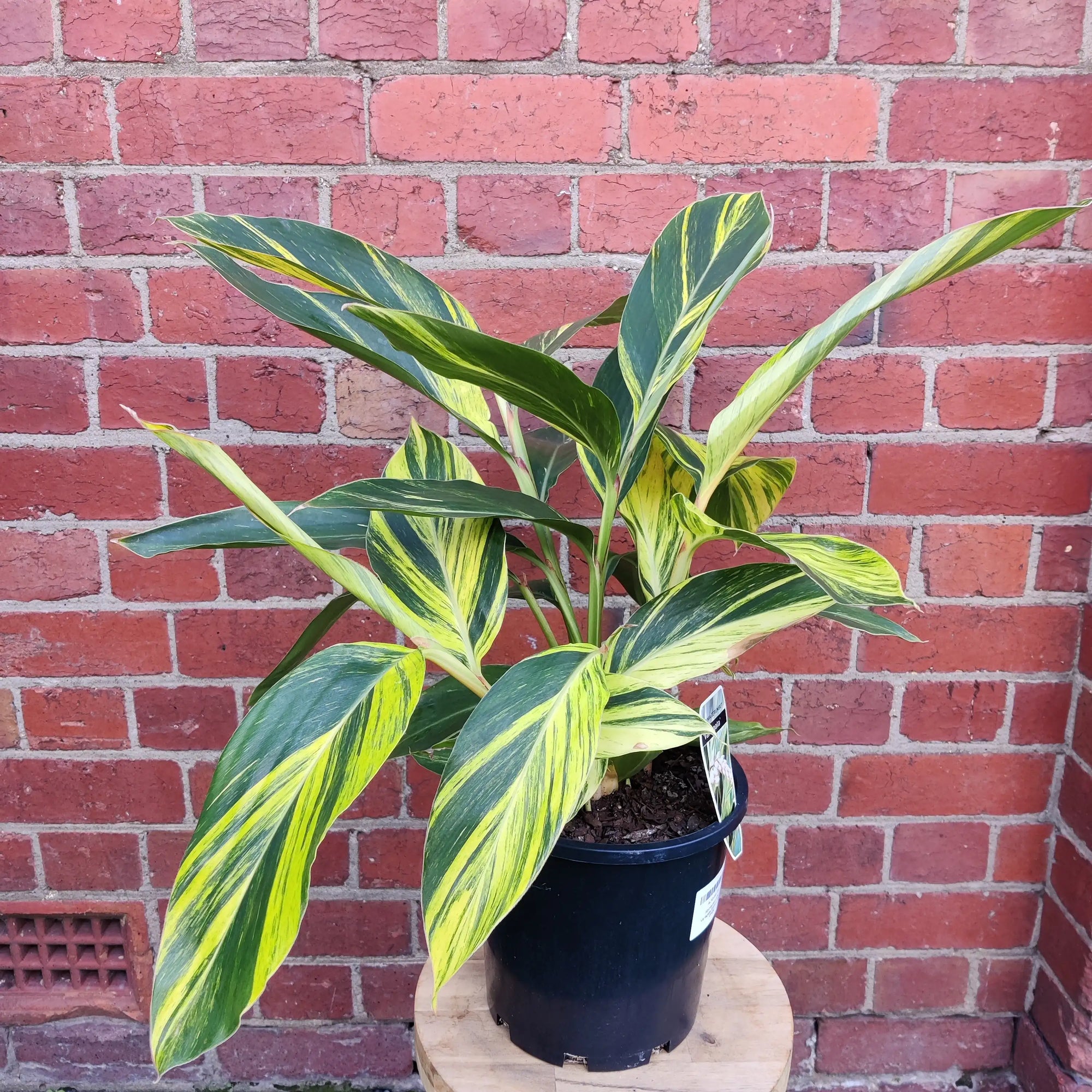 Variegated Shell Ginger (Alpinia zerumbet) - 20cm pot Folia House