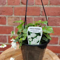 Viola Double Mauve - 15cm pot Folia House