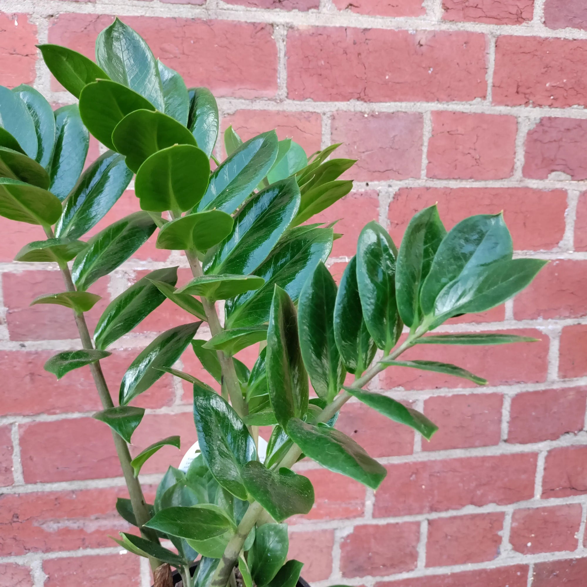 Zanzibar Gem (Zamioculcas zamiifolia) - 15cm Pot Folia House