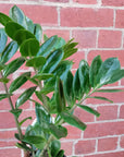 Zanzibar Gem (Zamioculcas zamiifolia) - 15cm Pot Folia House