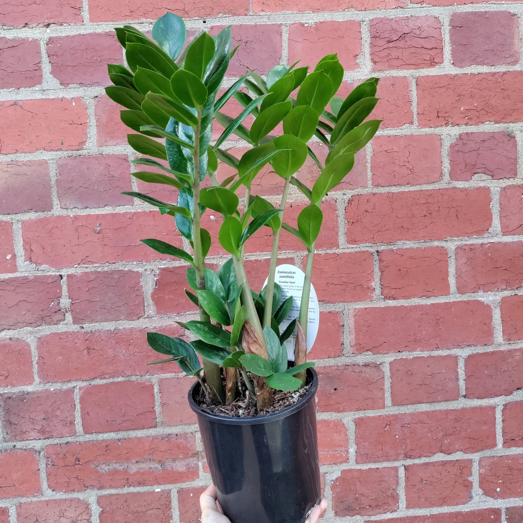 Zanzibar Gem (Zamioculcas zamiifolia) - 15cm Pot Folia House