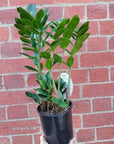 Zanzibar Gem (Zamioculcas zamiifolia) - 15cm Pot Folia House