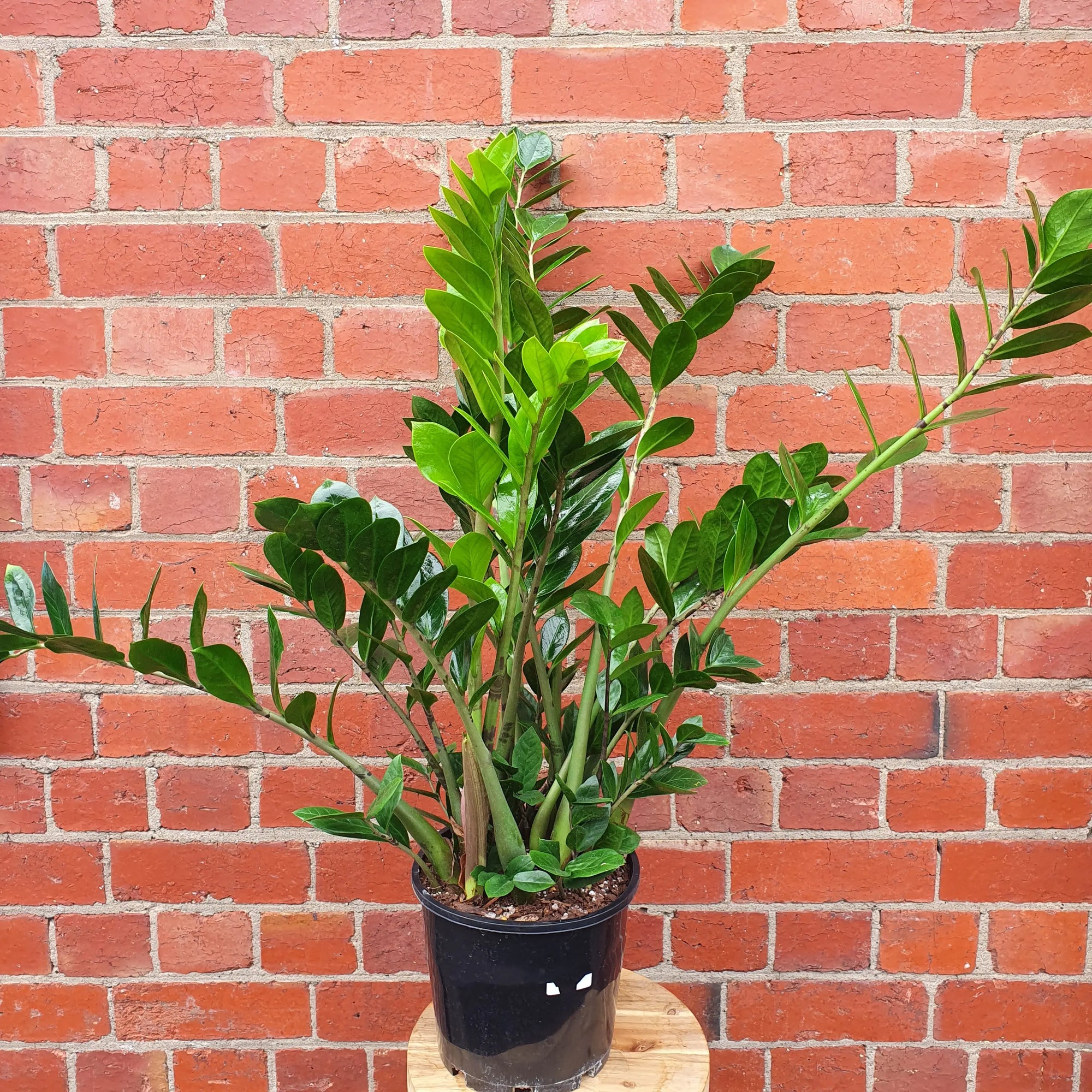 Zanzibar Gem (Zamioculcas zamiifolia) - 20cm Pot Folia House