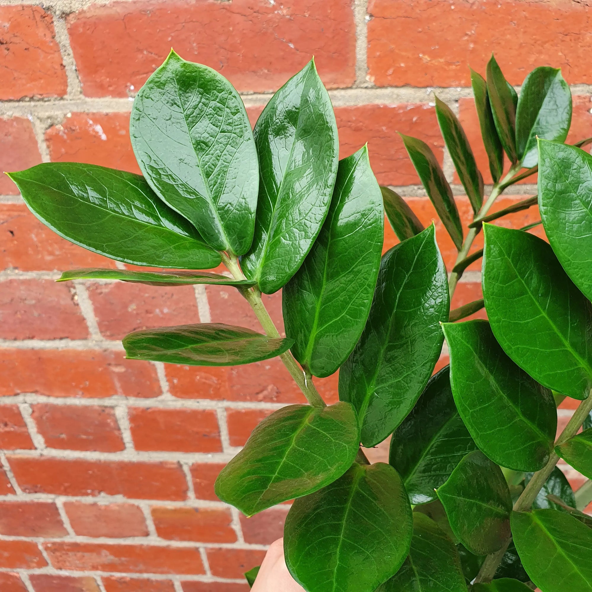 Zanzibar Gem (Zamioculcas zamiifolia) - 20cm Pot Folia House