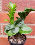 Zanzibar Zenzii - 10cm Pot Folia House