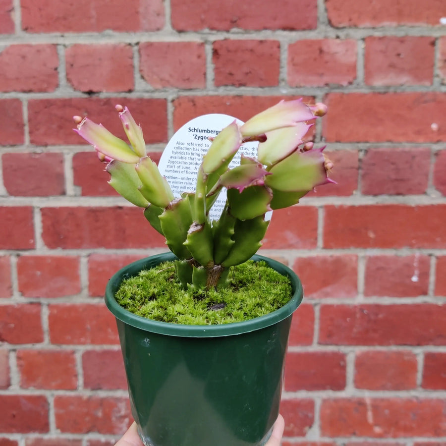 Zygocactus - 10cm pot Folia House