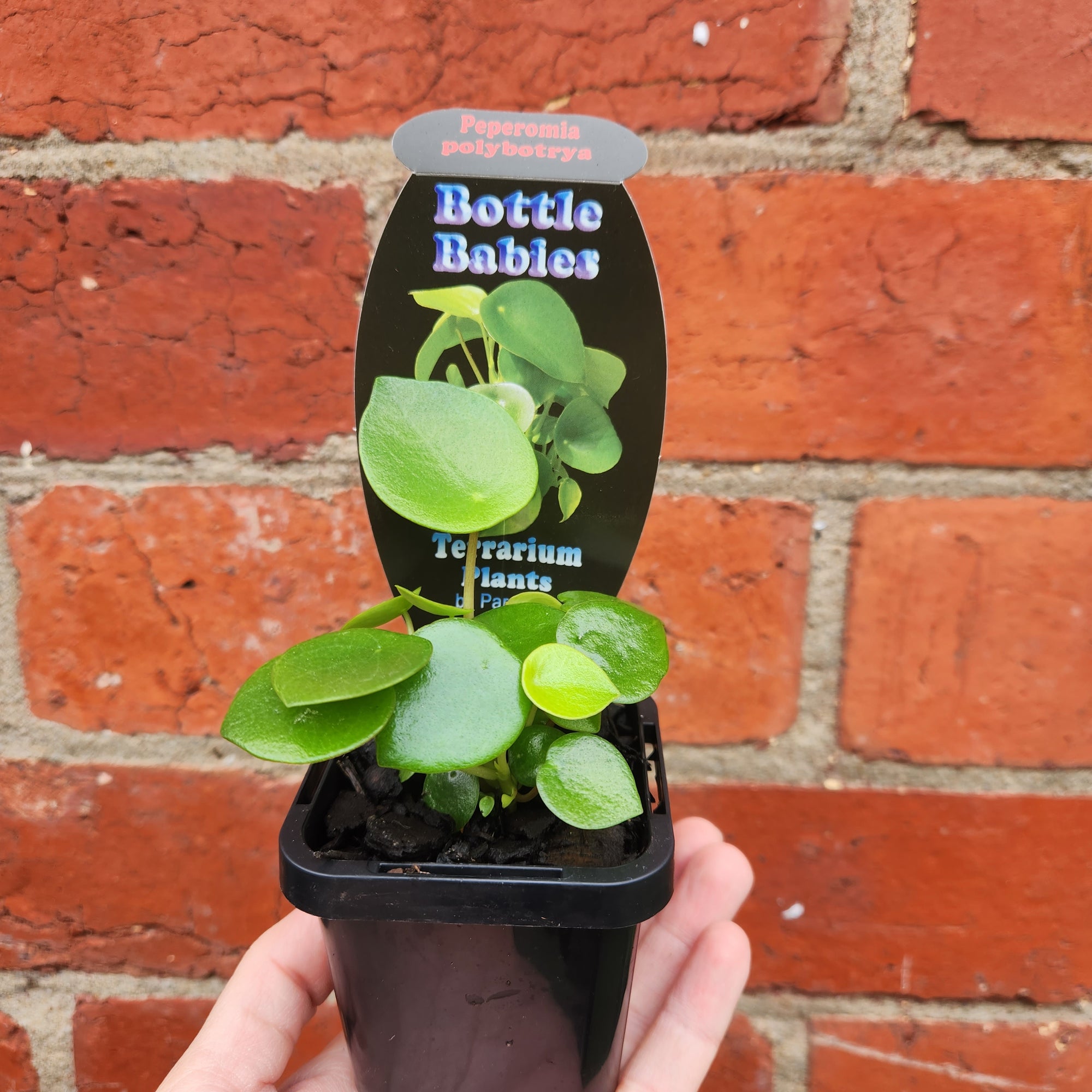 Baby plant - Coin-leaf Peperomia (Peperomia polybotrya)