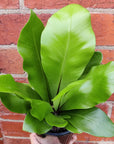 Bird nest fern (Asplenium Australisicum) - 14cm Pot