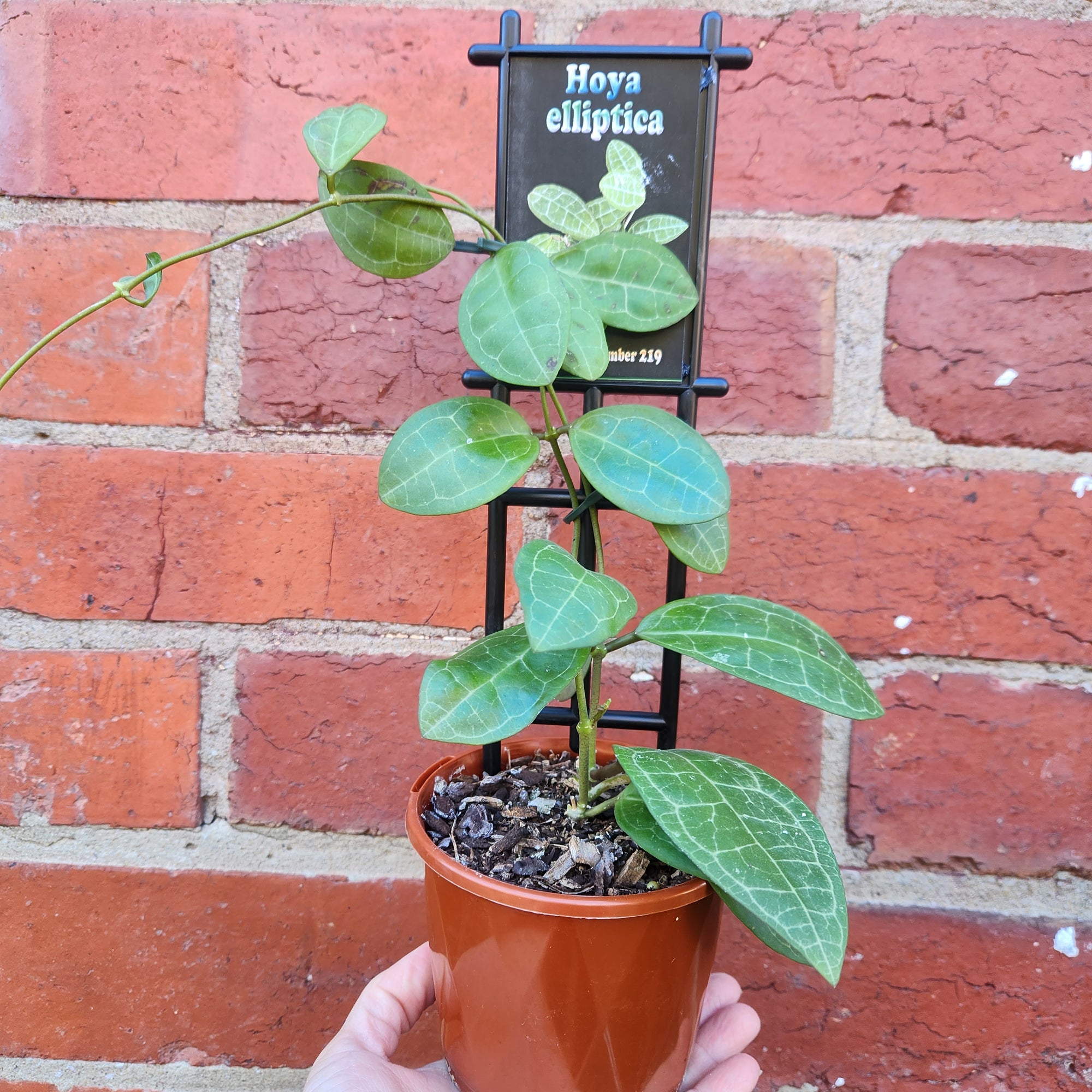 Hoya -  Elliptica (no.219) - 10cm