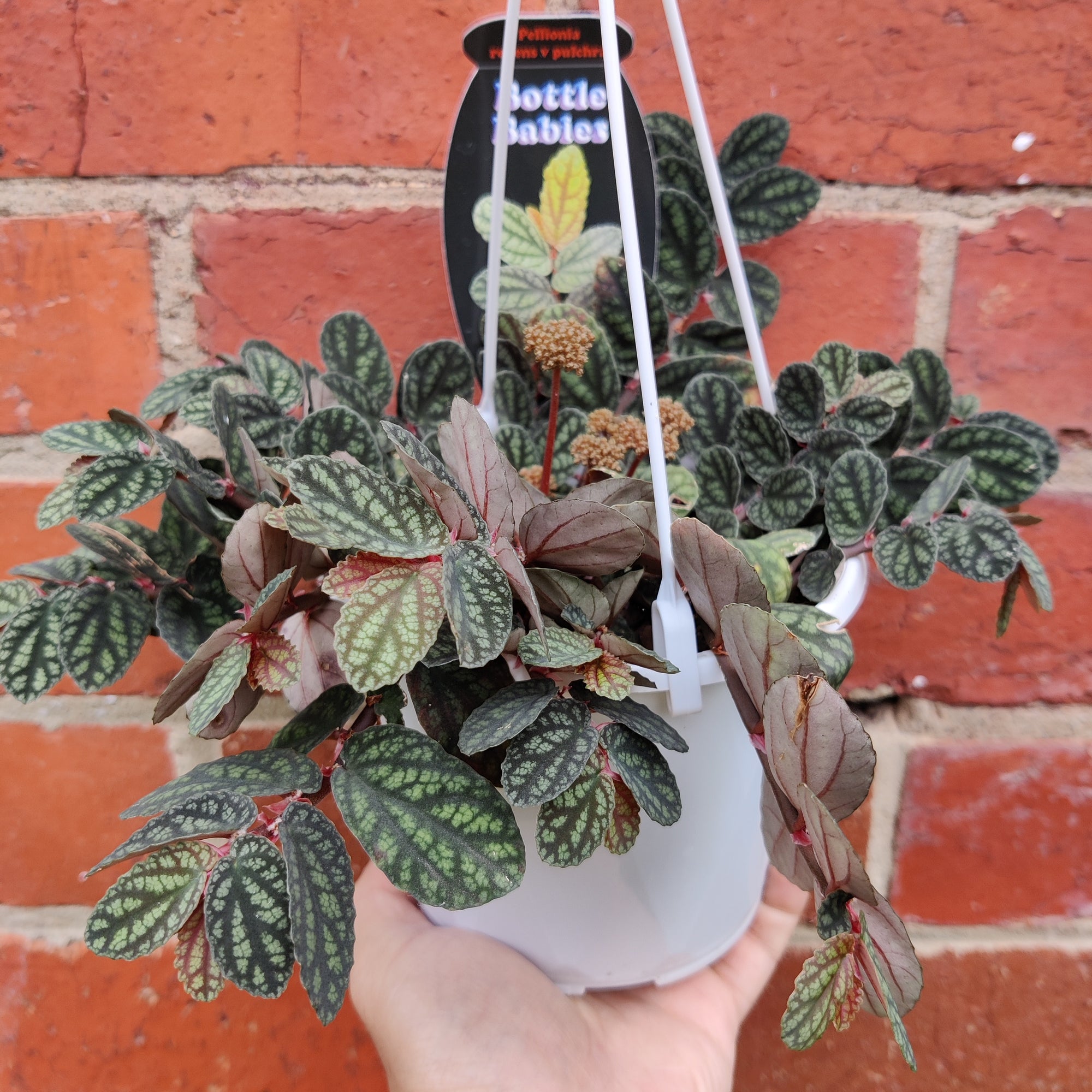Pellionia Repens v Pulchra - 13cm Hanging Basket