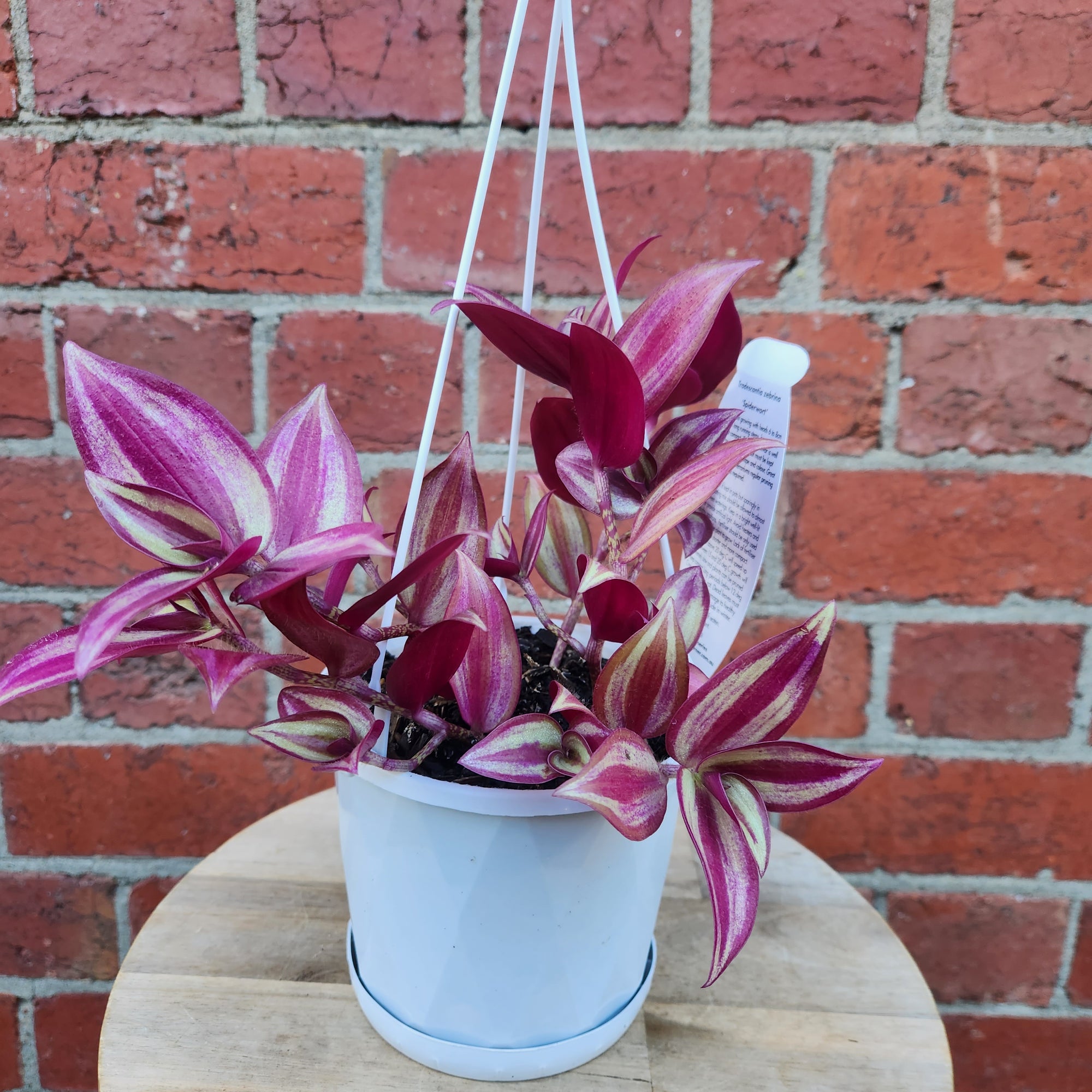 Tradescantia Zebrina Spiderwort - 13cm pot