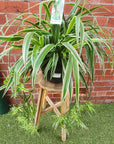Spider Plant (Chlorophytum comosum Ocean) - 25cmHB